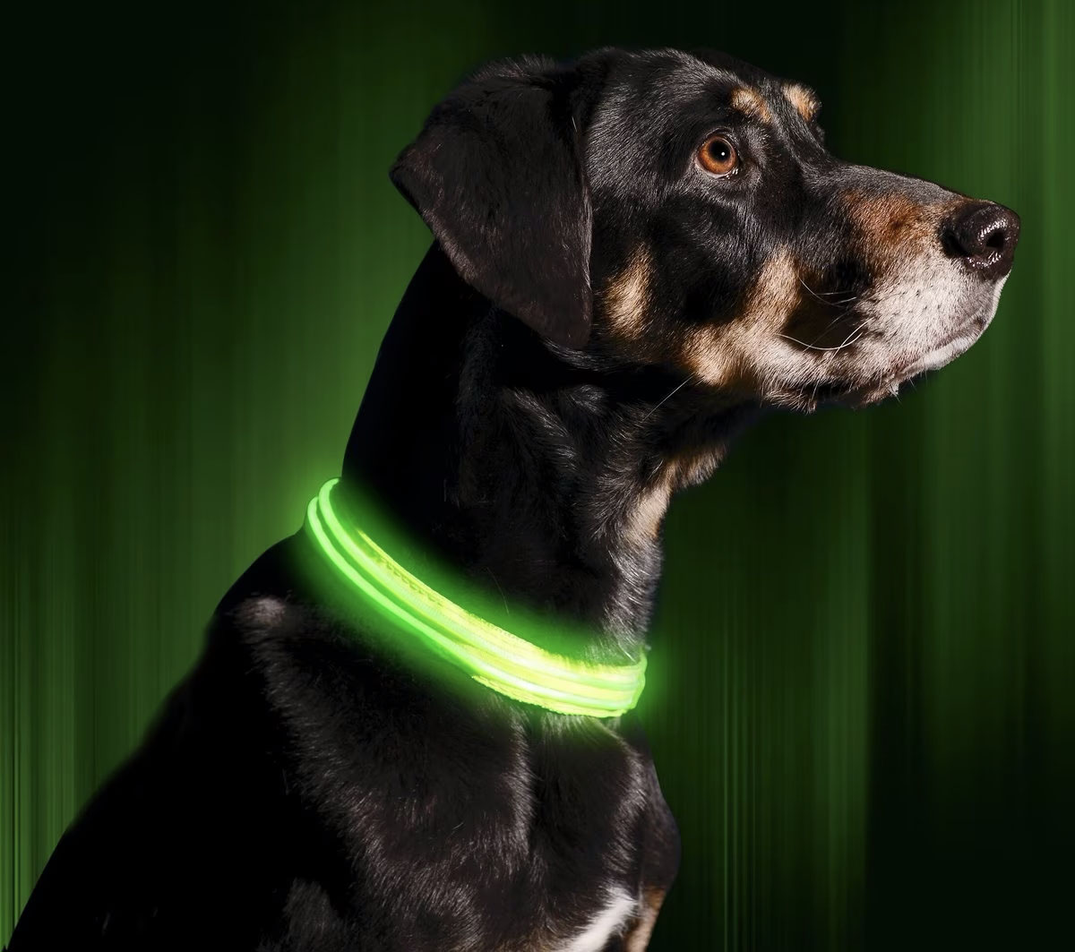 LED USB Rechargeable Nylon Dog Collar - Image 3