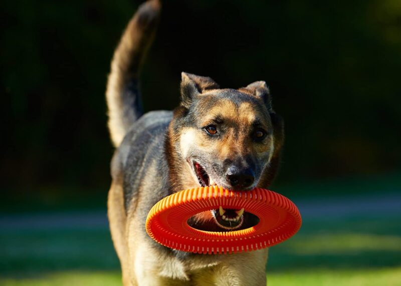 Orange Rugged Flyer Dog Toy